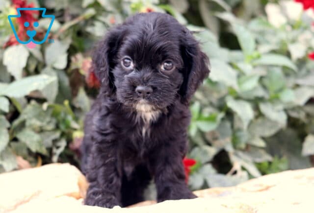 Adorable black Cocker Spaniel puppy with floppy ears and a tiny white patch on the chest standing on a stone ledge in front of green foliage. image