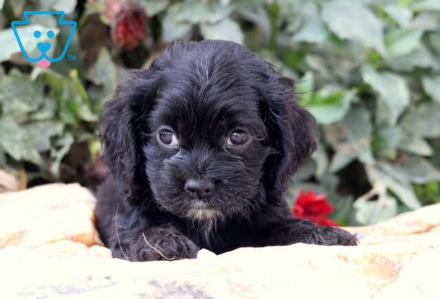 Black Cocker Spaniel puppy with floppy ears and a tiny white patch on the chin lying on a stone surface with greenery in the background. image