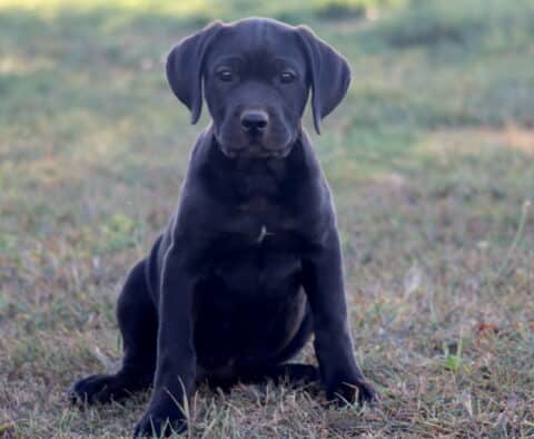 Black German Shepherd mix puppy sitting on the grass with a focused, alert expression