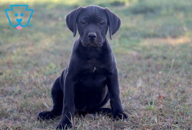 Black German Shepherd mix puppy sitting on the grass with a focused, alert expression image