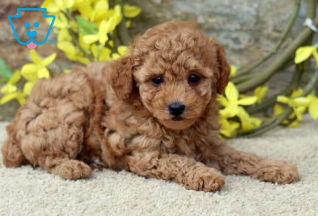 Navy Toy Poodle image