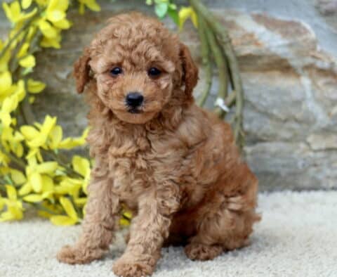 Navy Toy Poodle2