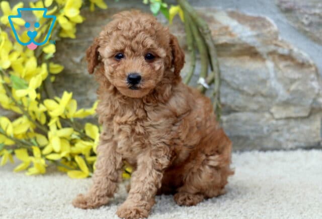 Navy Toy Poodle2 image
