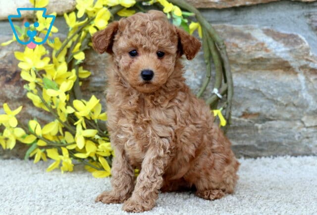 Necco Toy Poodle image
