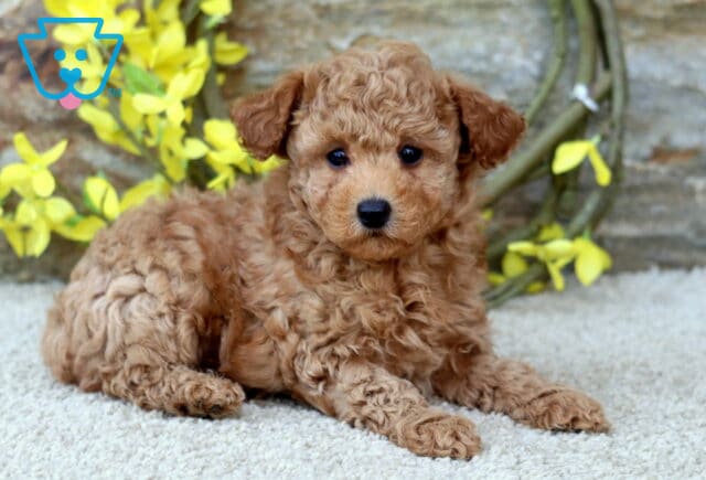 Necco Toy Poodle2 image