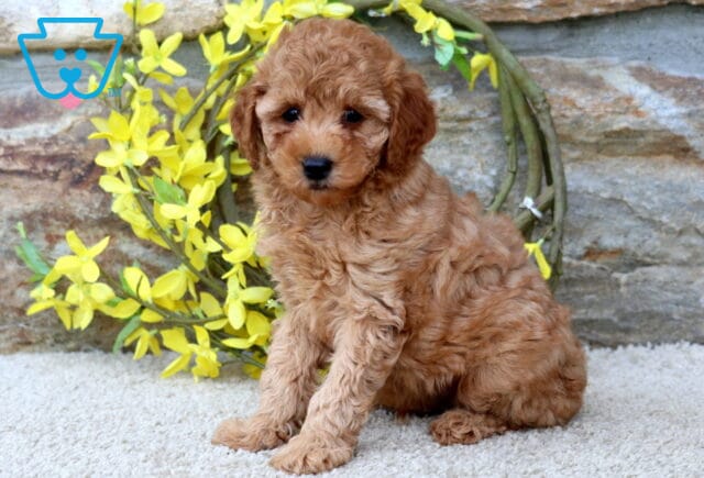 Nesley Toy Poodle image