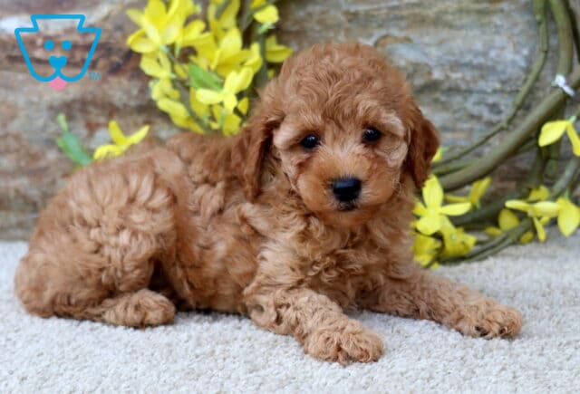 Nesley Toy Poodle2 image