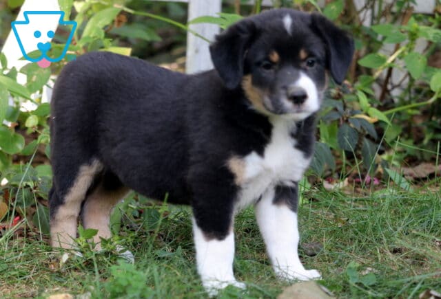 Tri-color Border Collie Mix puppy standing in the grass with black, white, and tan markings, looking alert and curious in a garden setting. image