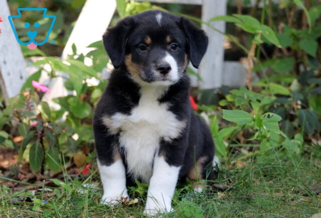 Adorable tri-color Border Collie Mix puppy with black, tan, and white fur sitting in the grass near flowers, looking directly at the camera. image