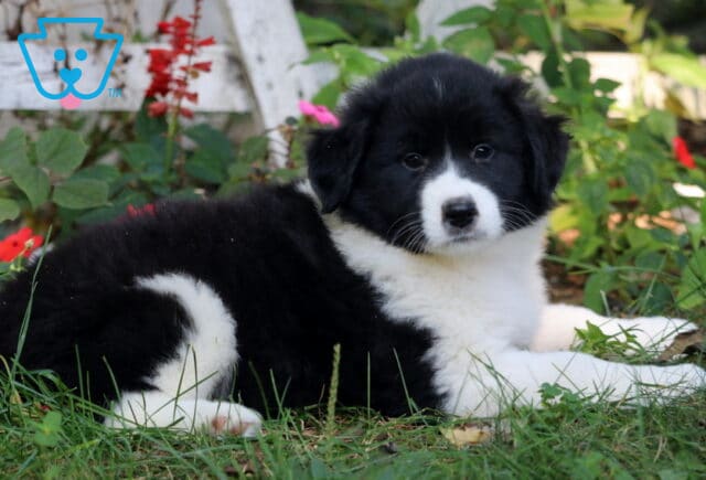 Sweet black and white Border Collie Mix puppy lying in the grass with flowers in the background, looking up with gentle eyes. image