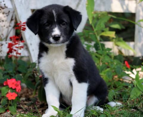 Black and white Border Collie Mix puppy with a white chest and paws sitting in the grass near bright flowers, looking attentive and sweet.