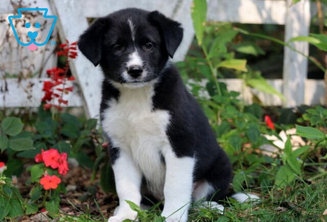 Black and white Border Collie Mix puppy with a white chest and paws sitting in the grass near bright flowers, looking attentive and sweet. image