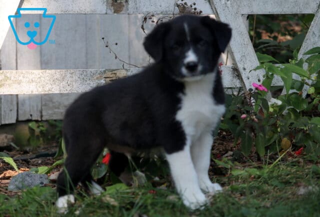 Black and white Border Collie Mix puppy standing in the grass near flowers and a rustic wooden fence, looking alert and curious. image