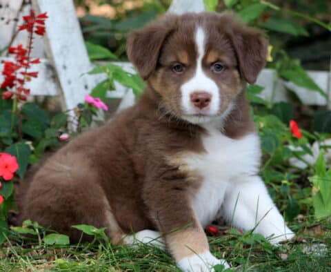 Adorable brown and white Border Collie Mix puppy with a white blaze on the face lying in the grass near flowers, looking calm and sweet.