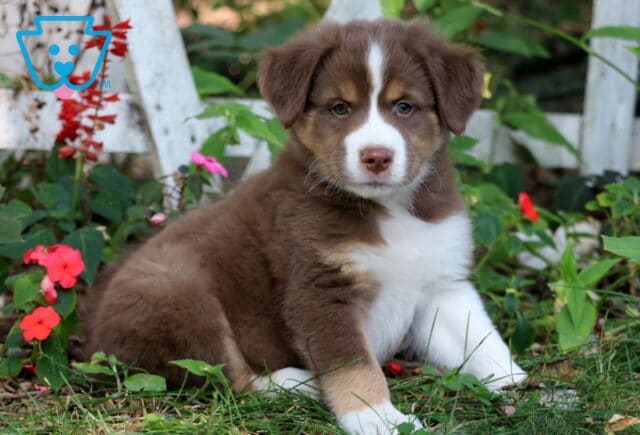 Adorable brown and white Border Collie Mix puppy with a white blaze on the face lying in the grass near flowers, looking calm and sweet. image