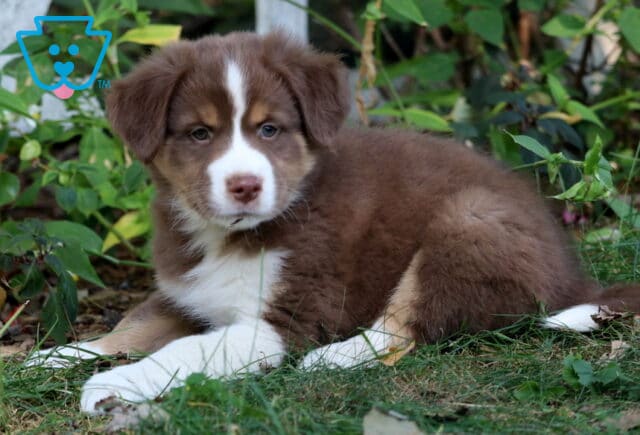 Brown and white Border Collie Mix puppy lying in the grass with a white blaze on the face and big paws, looking calm and relaxed. image