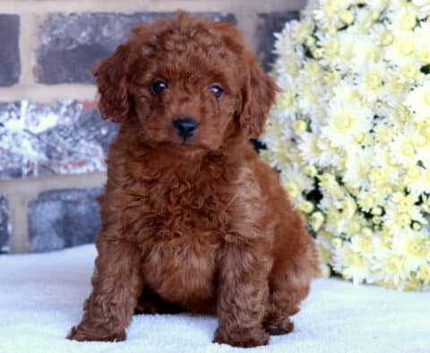 Paisley Toy Goldendoodle