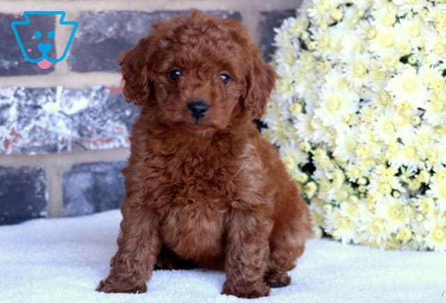 Paisley Toy Goldendoodle image