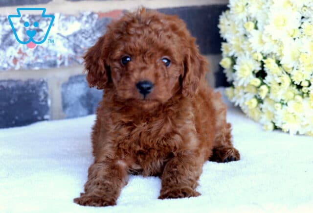 Paisley Toy Goldendoodle2 image