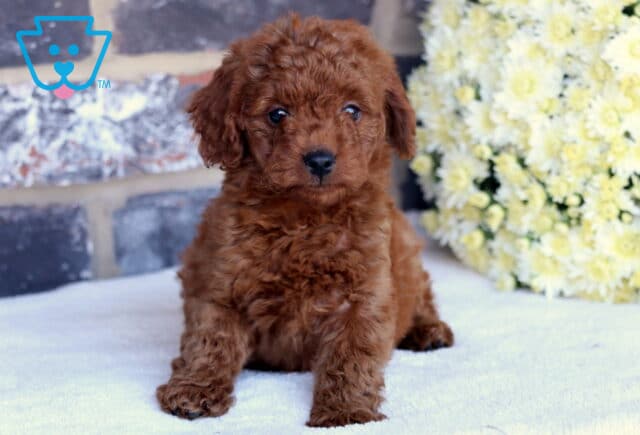 Paisley Toy Goldendoodle3 image