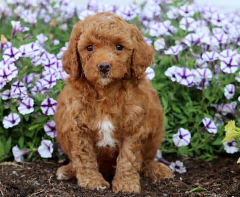 Adorable apricot Mini Poodle puppy with a white patch on its chest sitting in front of purple petunias and yellow flowers in a garden.