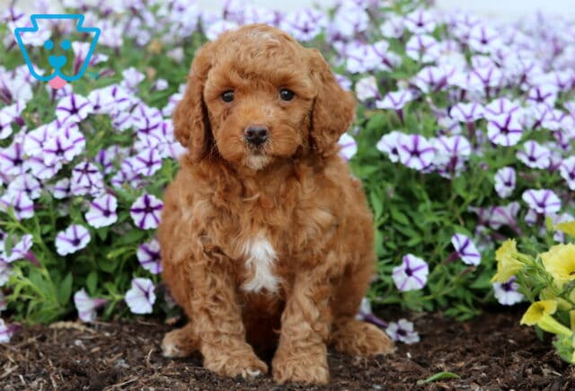 Adorable apricot Mini Poodle puppy with a white patch on its chest sitting in front of purple petunias and yellow flowers in a garden. image