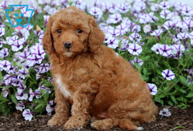 Fluffy apricot Mini Poodle puppy with a white chest patch sitting in a garden surrounded by purple and white petunias. image