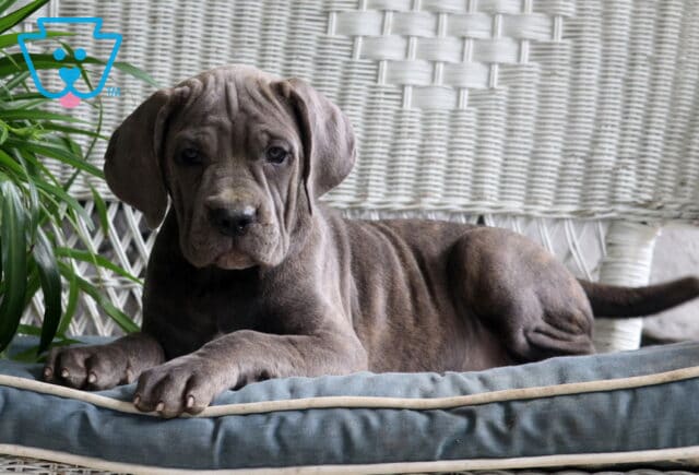 Peachy Cane Corso image