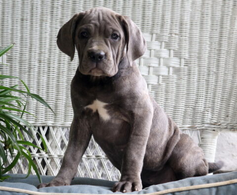 Peachy Cane Corso2