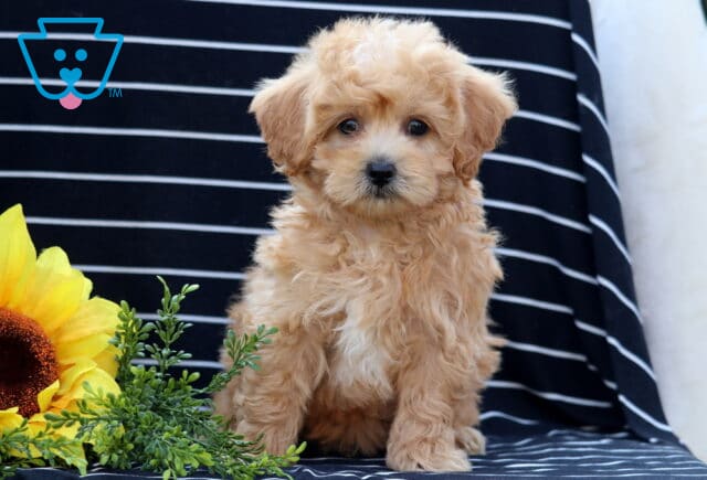 Fluffy apricot Havapoo puppy with round dark eyes sitting on a striped black blanket, posed beside a large yellow sunflower and greenery. image