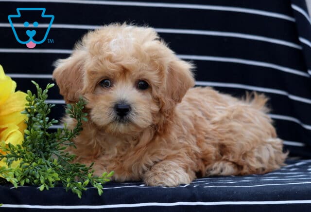 Curly apricot Havapoo puppy lying down on a black-and-white striped blanket, peeking out beside green leaves and a bright yellow sunflower. image