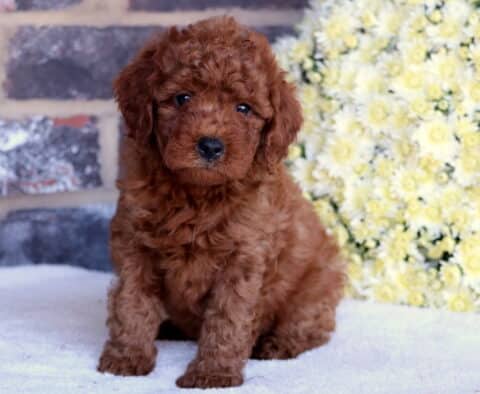 Pebbles Toy Goldendoodle