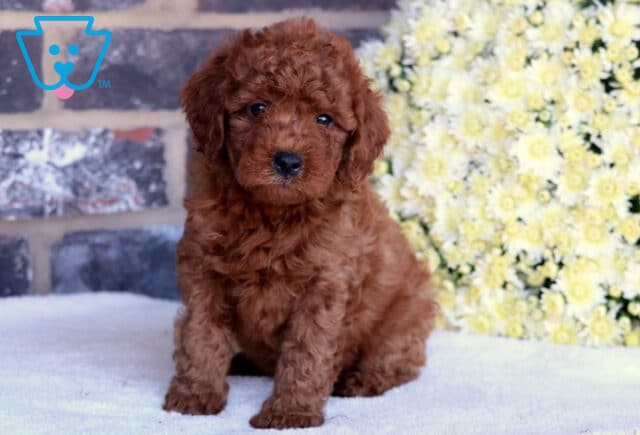Pebbles Toy Goldendoodle image