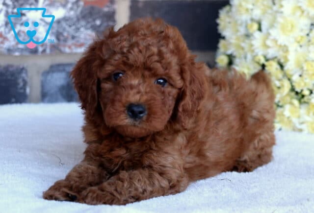Pebbles Toy Goldendoodle2 image