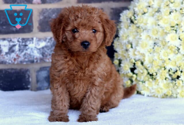 Penelope Toy Goldendoodle image