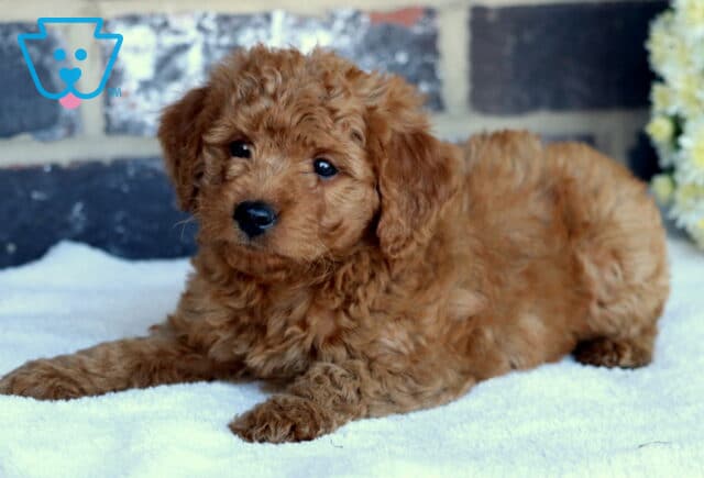 Penelope Toy Goldendoodle2 image