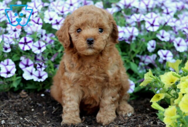 Fluffy apricot Mini Poodle puppy with curly fur sitting in front of purple petunias and bright yellow flowers in a garden bed. image