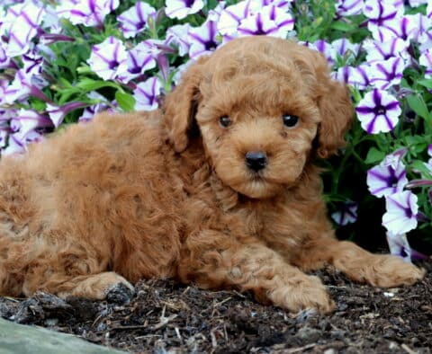 Sweet apricot Mini Poodle puppy lying down in the garden beside purple petunias, looking up with soft, curly fur.