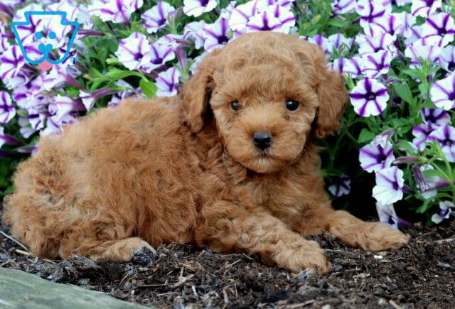 Sweet apricot Mini Poodle puppy lying down in the garden beside purple petunias, looking up with soft, curly fur. image