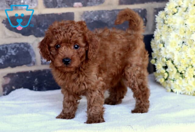 Pepper Toy Goldendoodle image