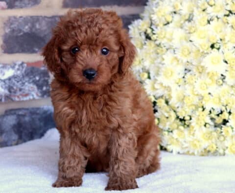 Pepper Toy Goldendoodle2