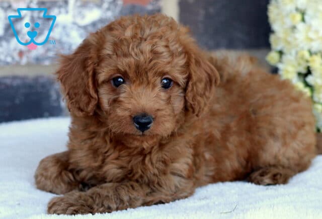 Piper Toy Goldendoodle image