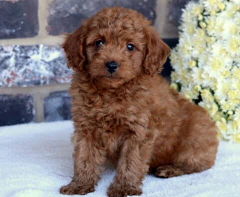 Piper Toy Goldendoodle2