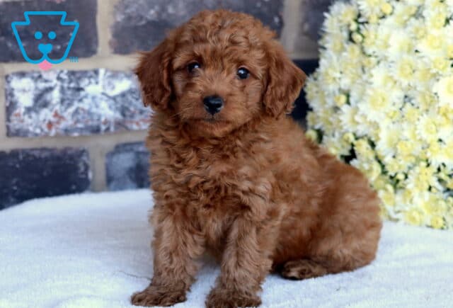 Piper Toy Goldendoodle2 image