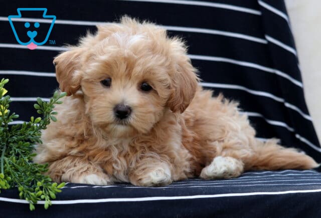 Fluffy apricot Havapoo puppy with soft curls resting on a black-and-white striped blanket, gazing sweetly beside green leaves. image