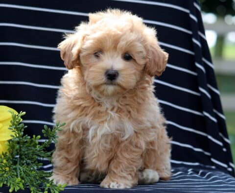 Adorable Havapoo puppy with a fluffy apricot coat sitting upright on a striped blanket, framed by a bright sunflower.