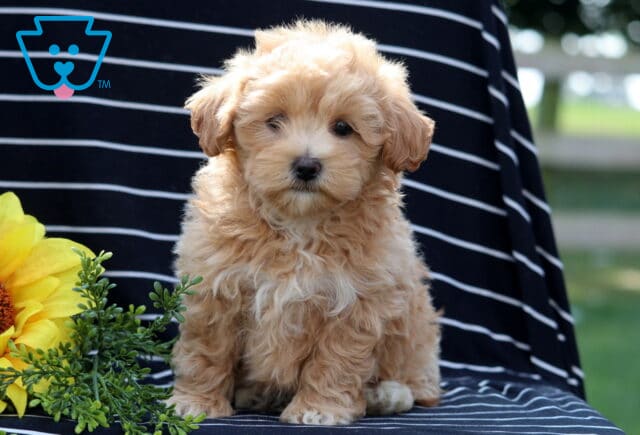 Adorable Havapoo puppy with a fluffy apricot coat sitting upright on a striped blanket, framed by a bright sunflower. image