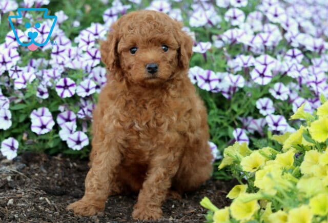 Curly red Mini Poodle puppy sitting upright in a flower garden with purple petunias and yellow blossoms in the background. image