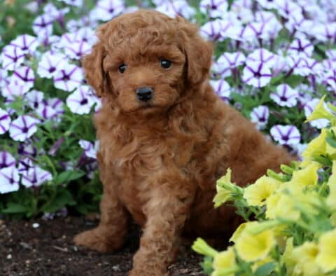 Cute red Mini Poodle puppy with a fluffy curly coat sitting in a garden surrounded by purple petunias and yellow flowers.