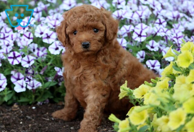 Cute red Mini Poodle puppy with a fluffy curly coat sitting in a garden surrounded by purple petunias and yellow flowers. image